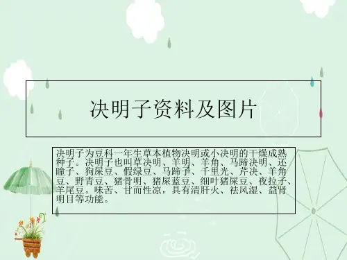 决明子资料及图片ppt课件