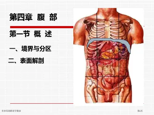 美容局部解剖学腹部专家讲座