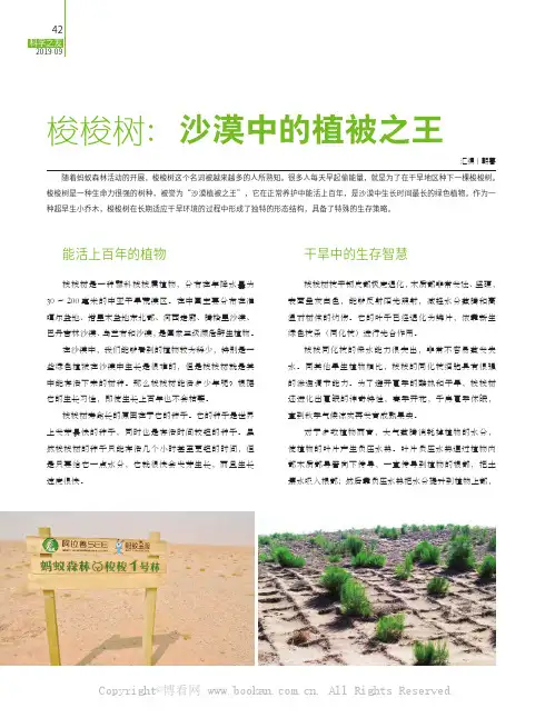 梭梭树：沙漠中的植被之王