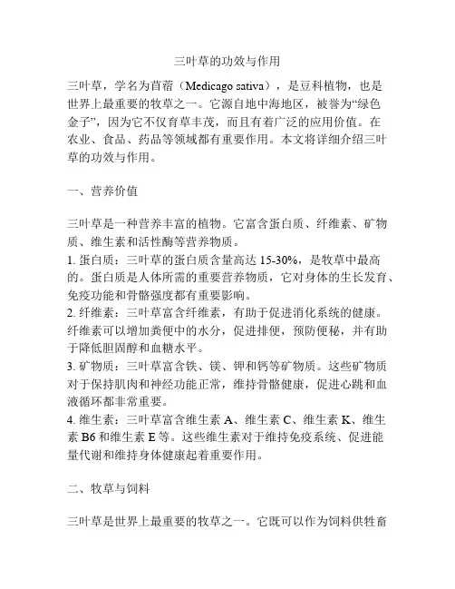 三叶草的功效与作用