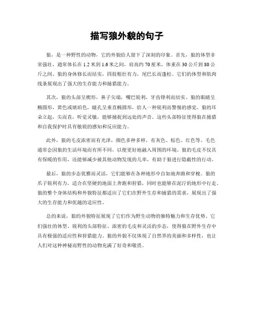 描写狼外貌的句子