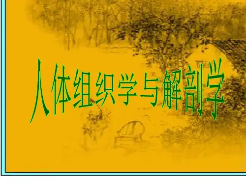人体组织学与解剖学