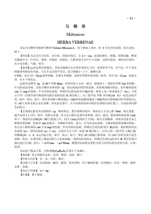 马鞭草