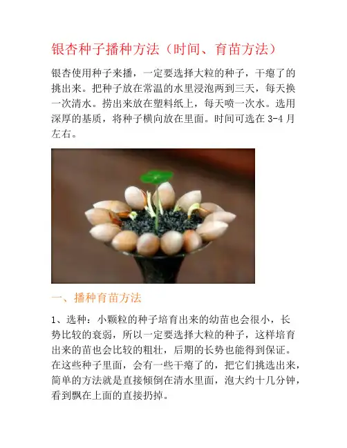 银杏种子播种方法(时间、育苗方法)