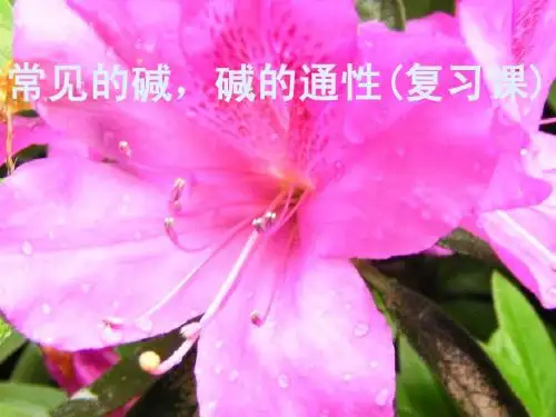 粤教版初中化学《第八章第二节  常见的碱 》PPt课件(方案2)