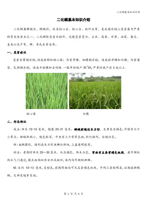 二化螟基本知识介绍
