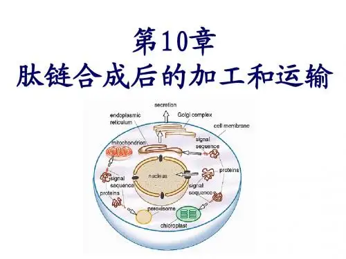 肽链合成后的加工和运输