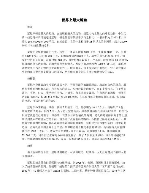 世界上最大鲸鱼