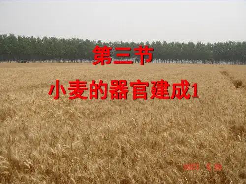 小麦的器官建成：萌发、叶、根、茎、分蘖