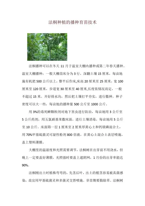 法桐种植的播种育苗技术