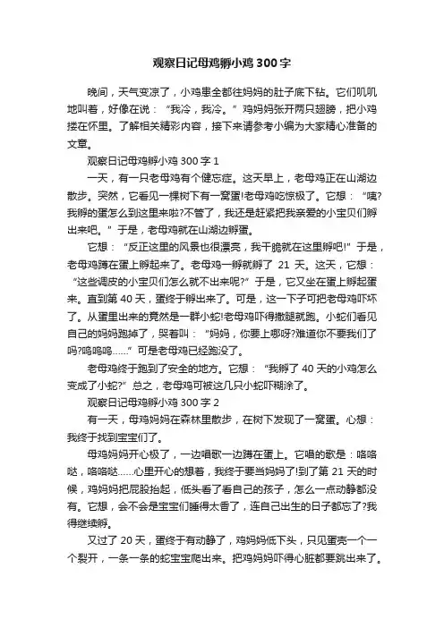 观察日记母鸡孵小鸡300字