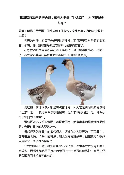 我国培育出来的狮头鹅，被称为鹅界“巨无霸”，为何却很少人养？