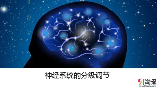 课件3：2.4 神经系统的分级调节
