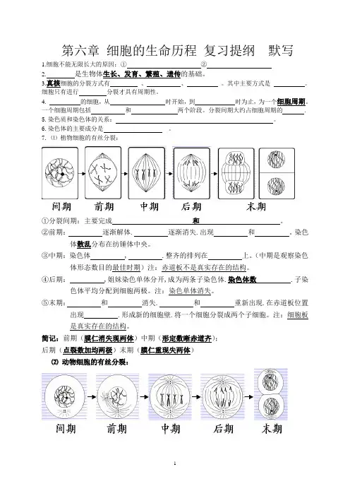 高一生物必修一第六章细胞的生命历程基础知识提纲默写及答案1