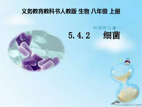 初中八年级上册生物《细菌》课件