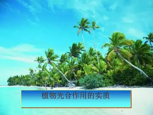 植物光合作用的实质PPT课件1