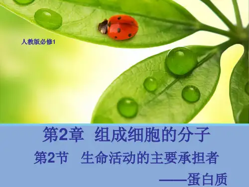 【生物】2.2 生命活动的主要承担者——蛋白质 课件2(人教版必修1)