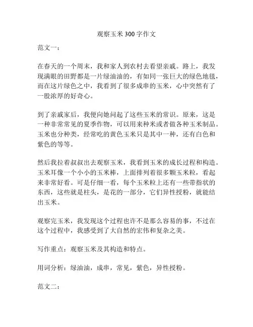 观察玉米300字作文