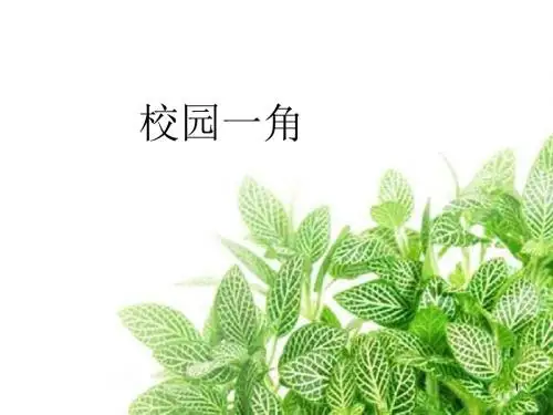 校园一角ppt课件