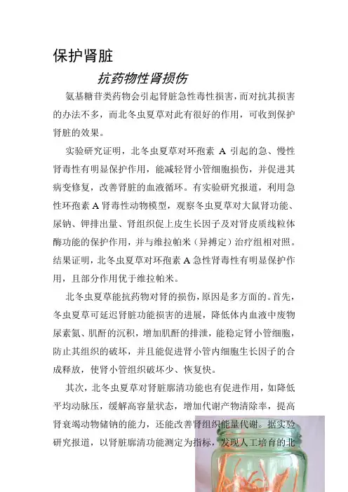 北冬虫夏草药用与保健——保护肾脏