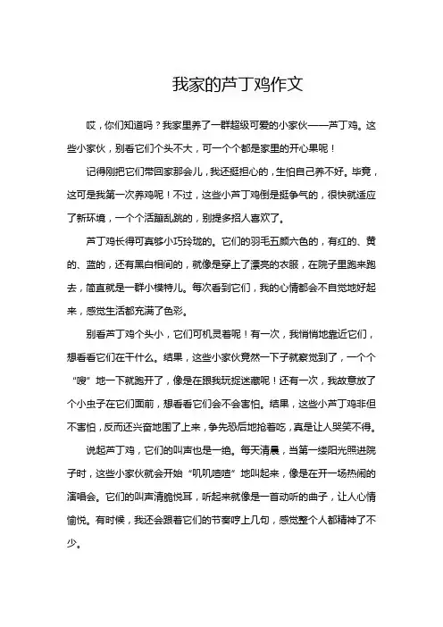 我家的芦丁鸡作文