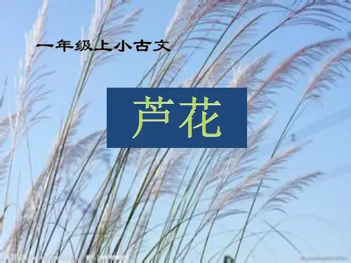 小古文《芦花》(一年级晨诵)