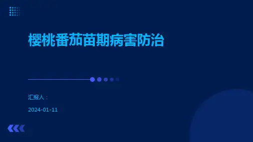 樱桃番茄苗期病害防治