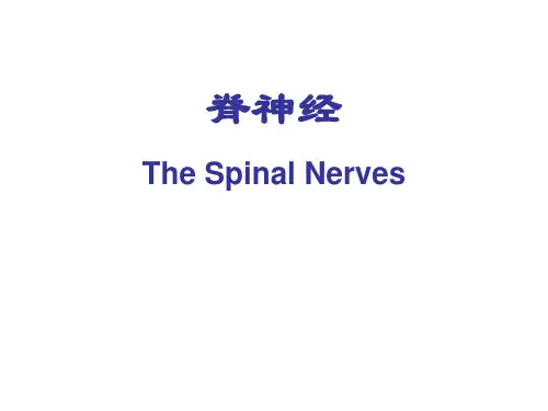神经系统解剖-凌树才(神经系统总论-脊神经