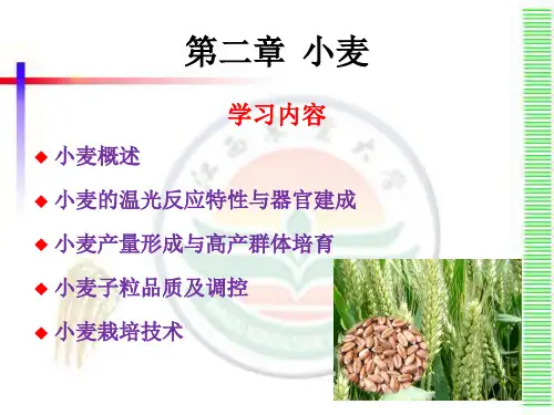 第二章 小麦
