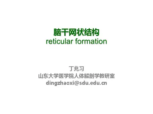 脑干网状结构 2012