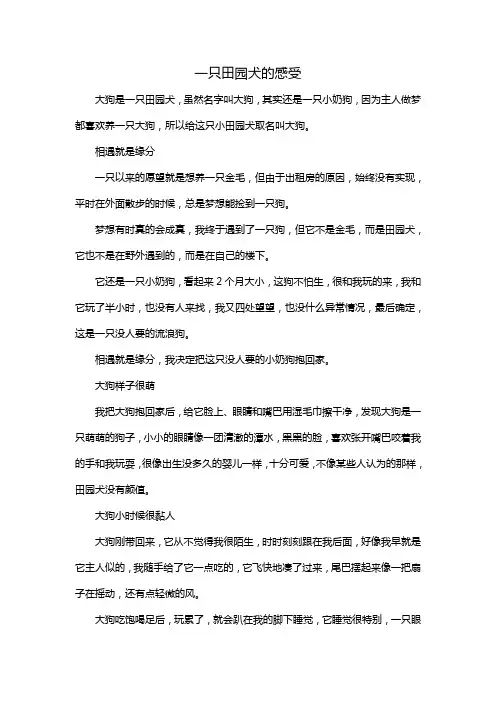 一只田园犬的感受