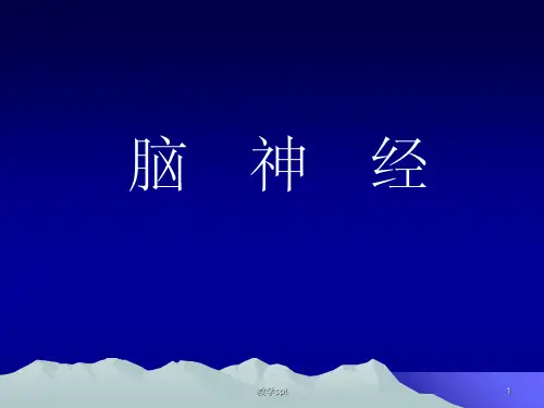 神经生物学脑神经教案