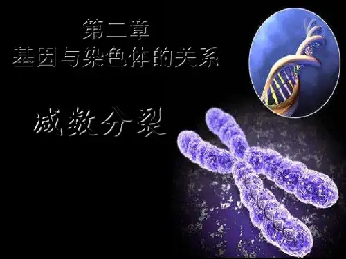 减数分裂公开课 ppt课件