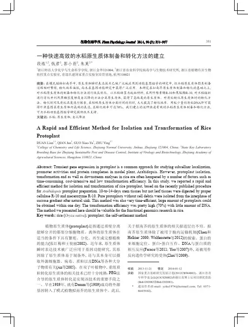 一种快速高效的水稻原生质体制备和转化方法的建立