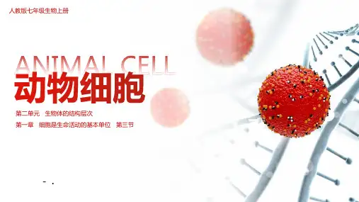 《动物细胞》PPT课件