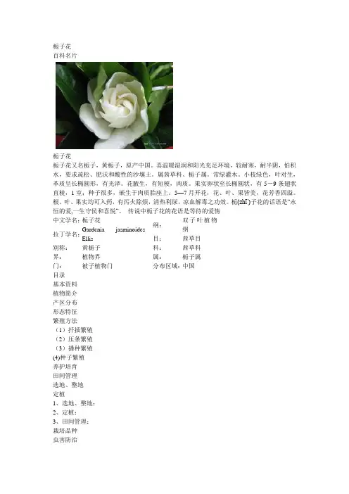 栀子花