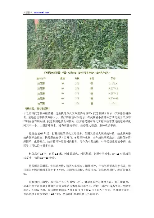 速生扶芳藤