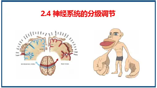 +神经系统的分级调节课件-高二上学期生物人教版(2019)选择性必修1