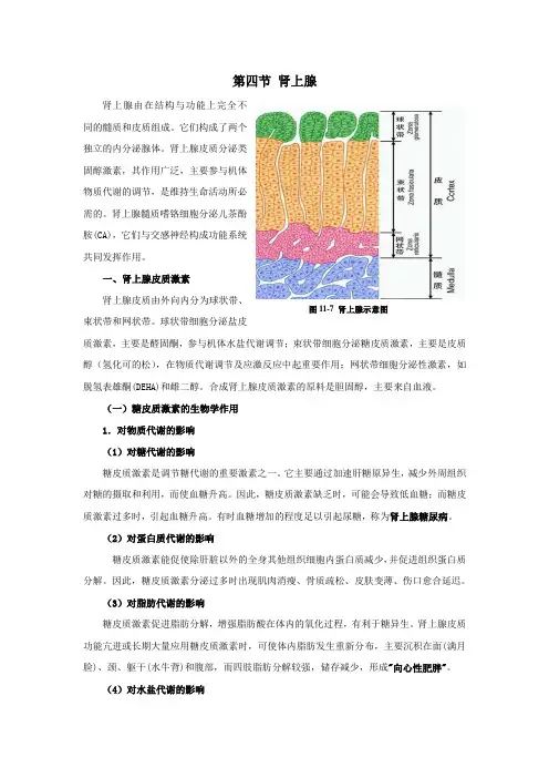 生理学肾上腺