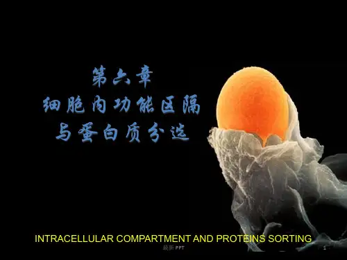 细胞质功能区隔与蛋白质分选精品课件