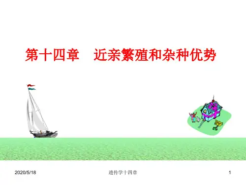 普通遗传学14第十四章近亲繁殖和杂种优势