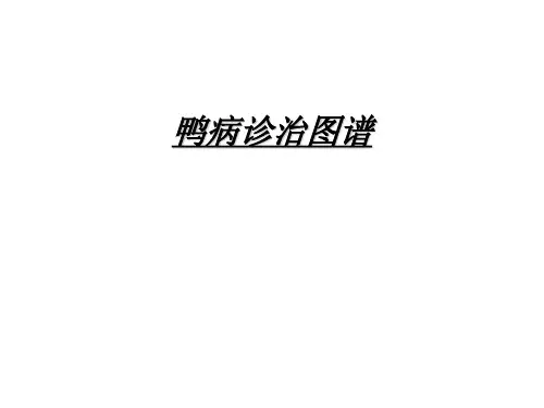 鸭病解剖图谱1