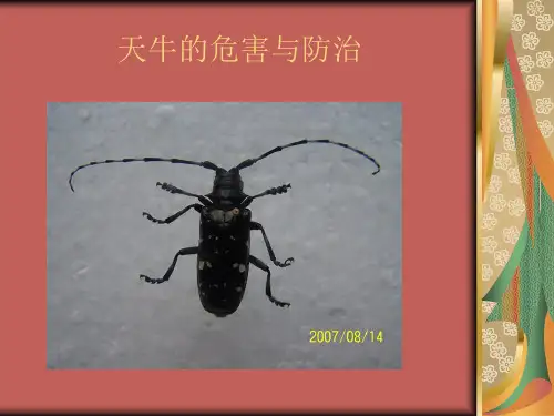 天牛