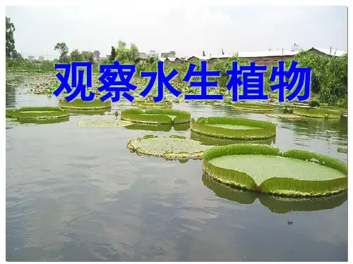 三年级上科学课件-观察水生物教科版