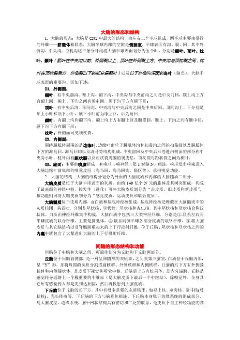 脑的形态和结构
