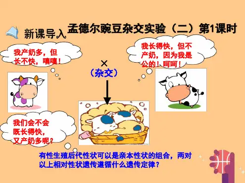 高中生物第1章第2节孟德尔豌豆杂交实验二第1课时课件新人教版必修2