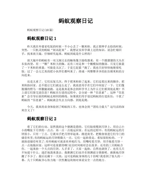 蚂蚁观察日记