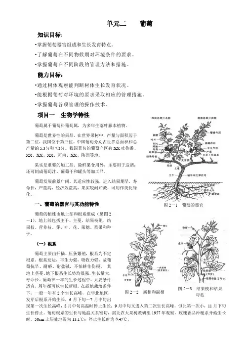 单元二-葡萄