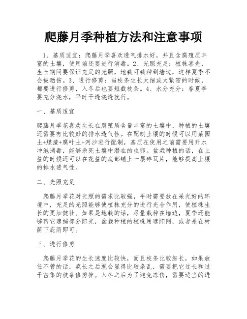 爬藤月季种植方法和注意事项