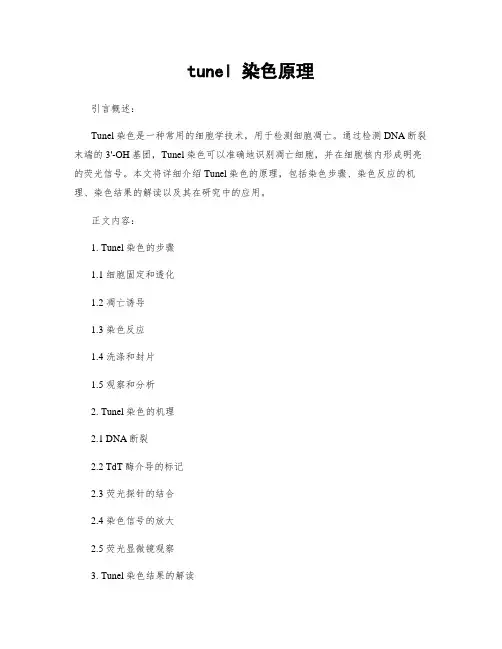 tunel 染色原理